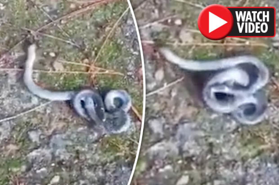 Snake with head on EACH END of its body filmed in China