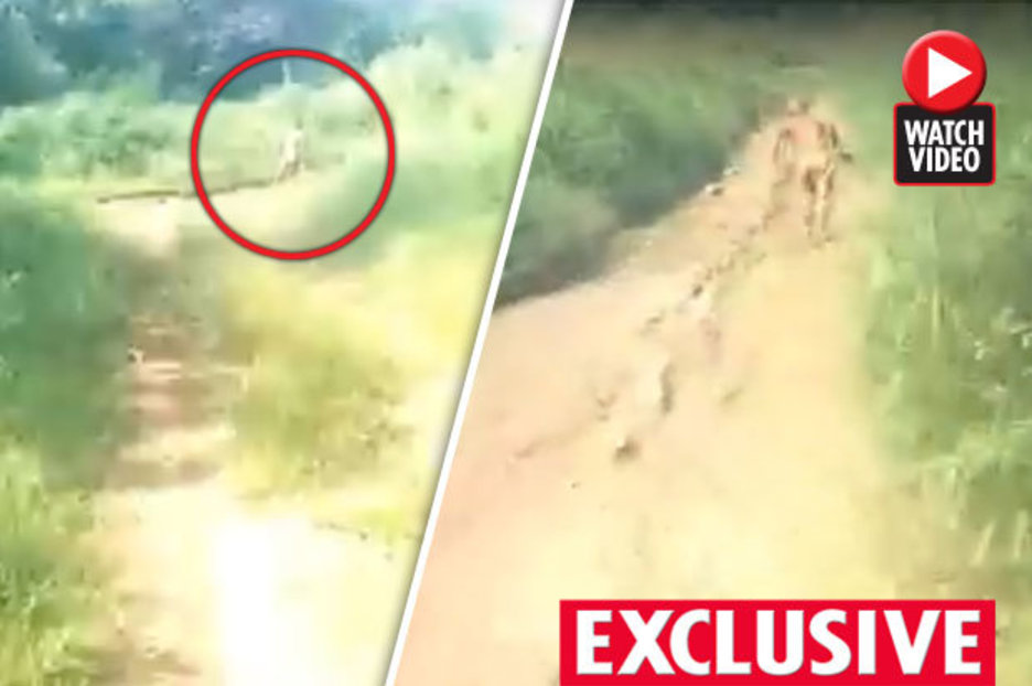 Orang Pendek: Cryptid expert lifts lid on sighting in Sumatra