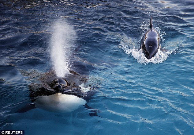 Researchers teach orca to TALK through her blowhole