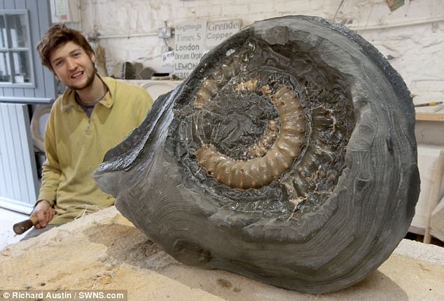 Devon man takes 15 minutes to find ancient ammonite