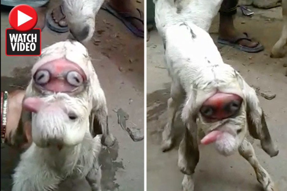 Mutant goat video goes viral sparking internet frenzy