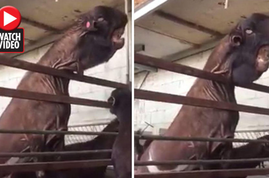 Animal news: Mutated Damascus goat for sale in Egypt