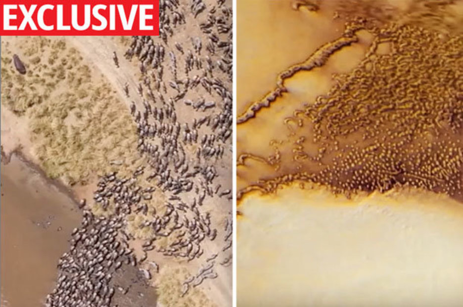 Life on Mars: ‘Herd of animals’ spotted on Red Planet