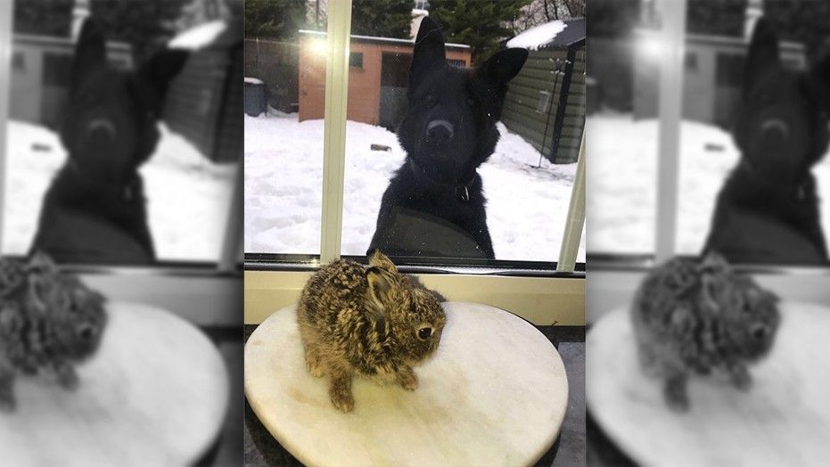 Airport worker rescues baby rabbit from deadly storm