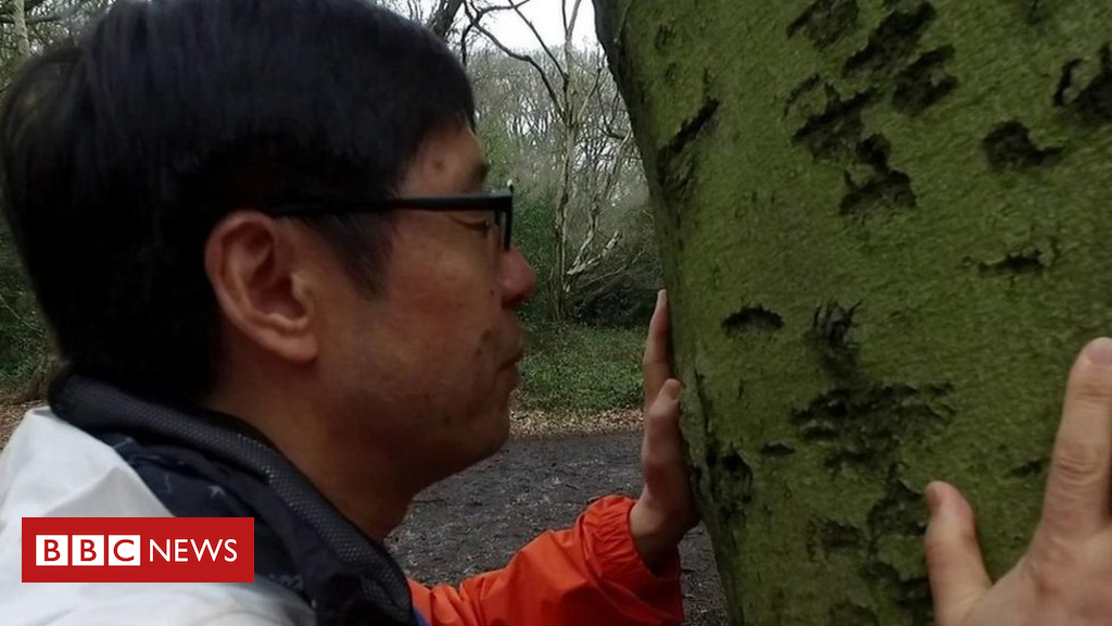 Forest bathing: How a walk in the woods could do you good