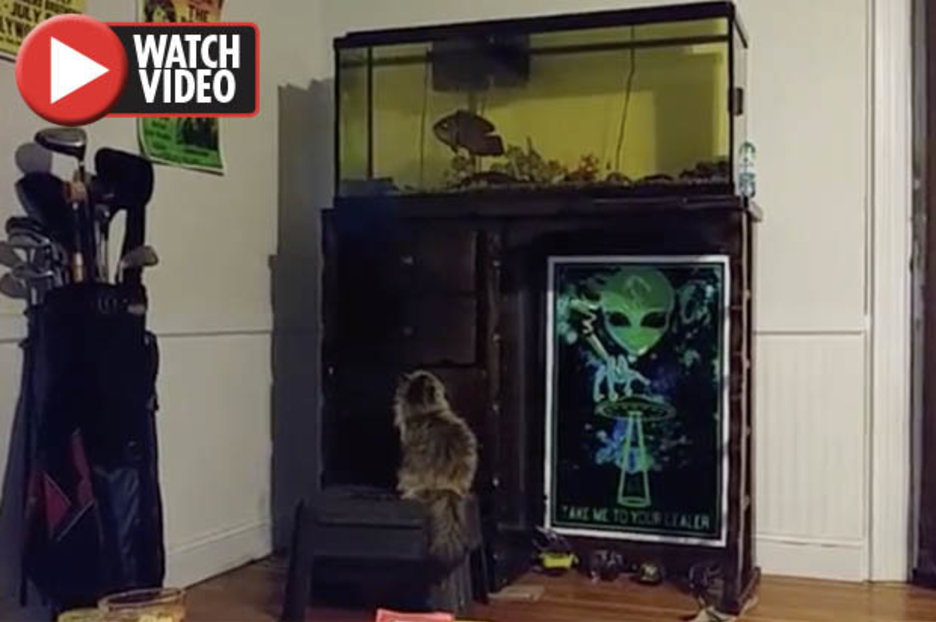 Ghost news: Mystery orb filmed ‘disturbing’ cat in chilling video