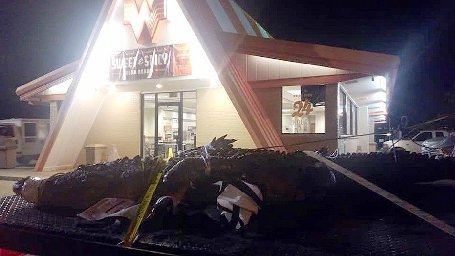 Giant alligator nearly the size of a car stops traffic on Texas highway