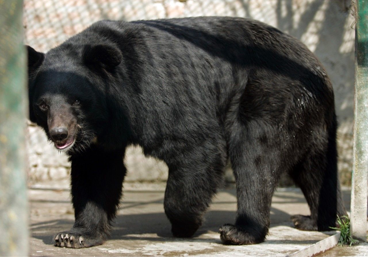 Injured bear fatally mauls man who attempted to take a selfie with it