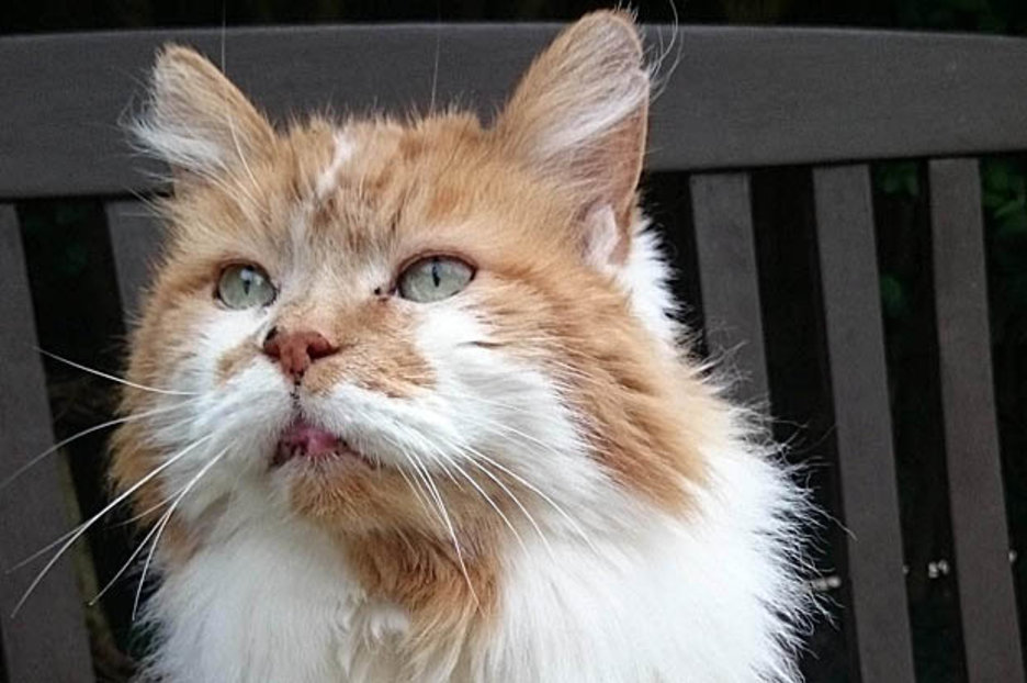 World’s oldest cat REVEALED: Moggy turns 30 with favourite meal