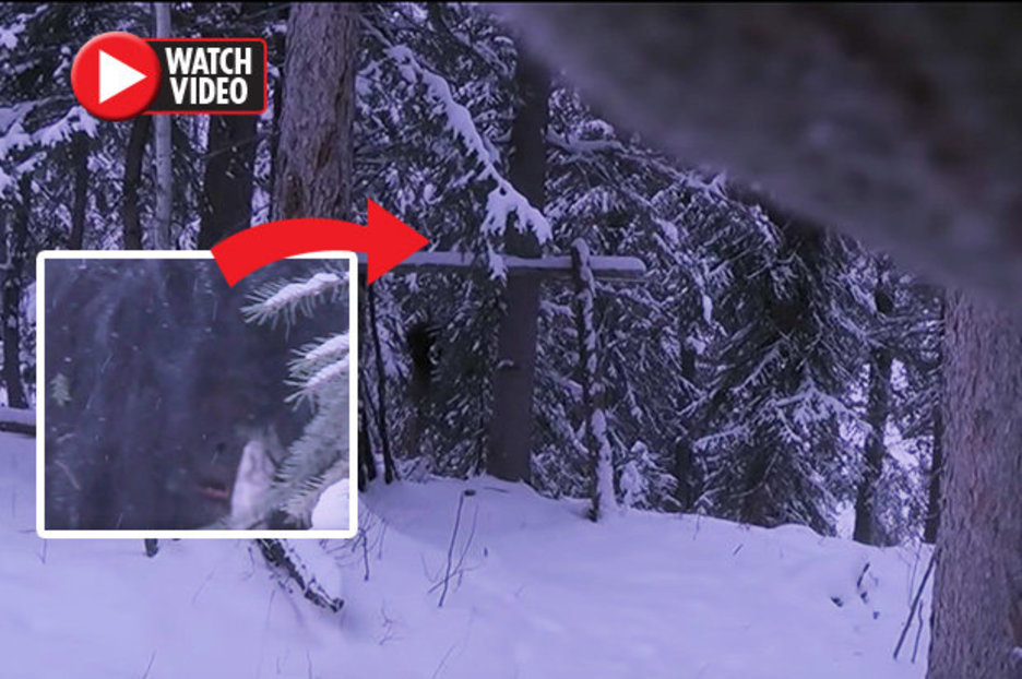 Bigfoot: Bloke terrified after discovering ape-like creature in Canada