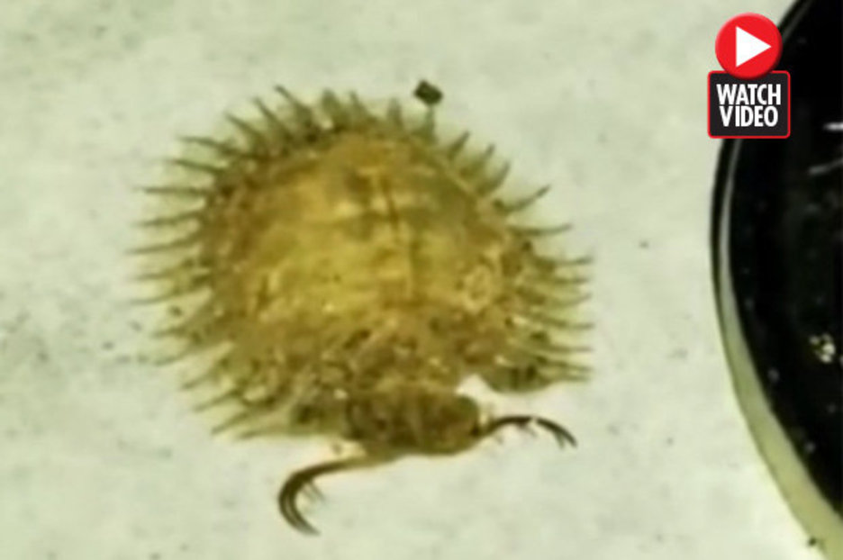 Demon-like animal caught in man’s house sparking panic