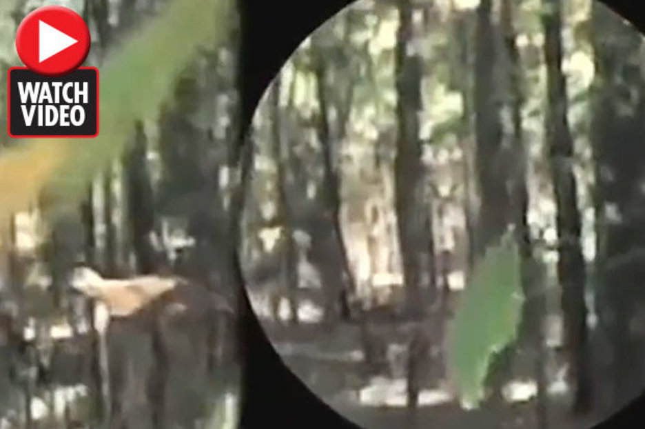 Bigfoot SPOTTED? Chilling footage ‘shows beast walking in forest’