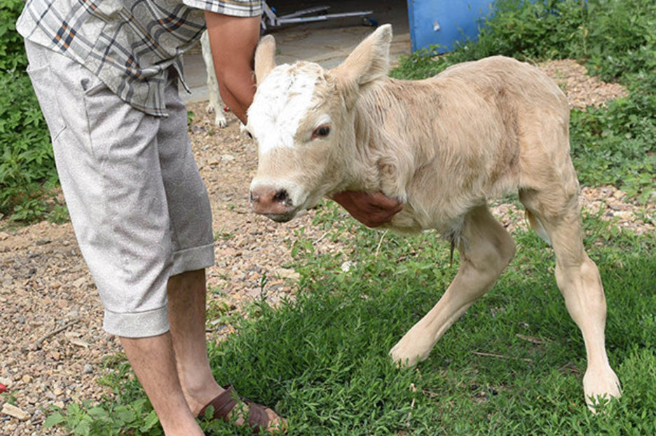 Mutant two leg calf born in China looks like kangaroo