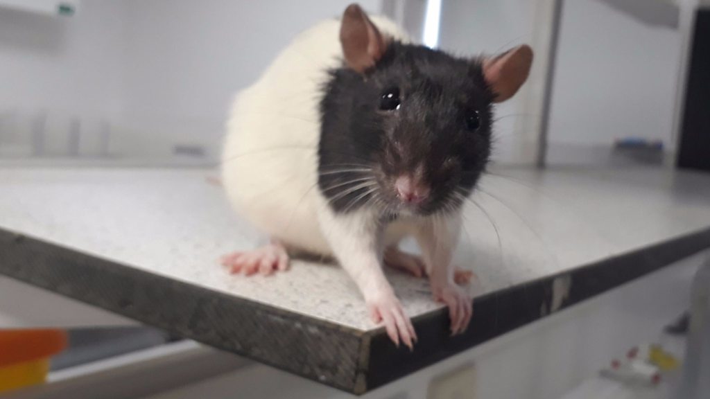 Gene therapy reverses rat’s paralysis