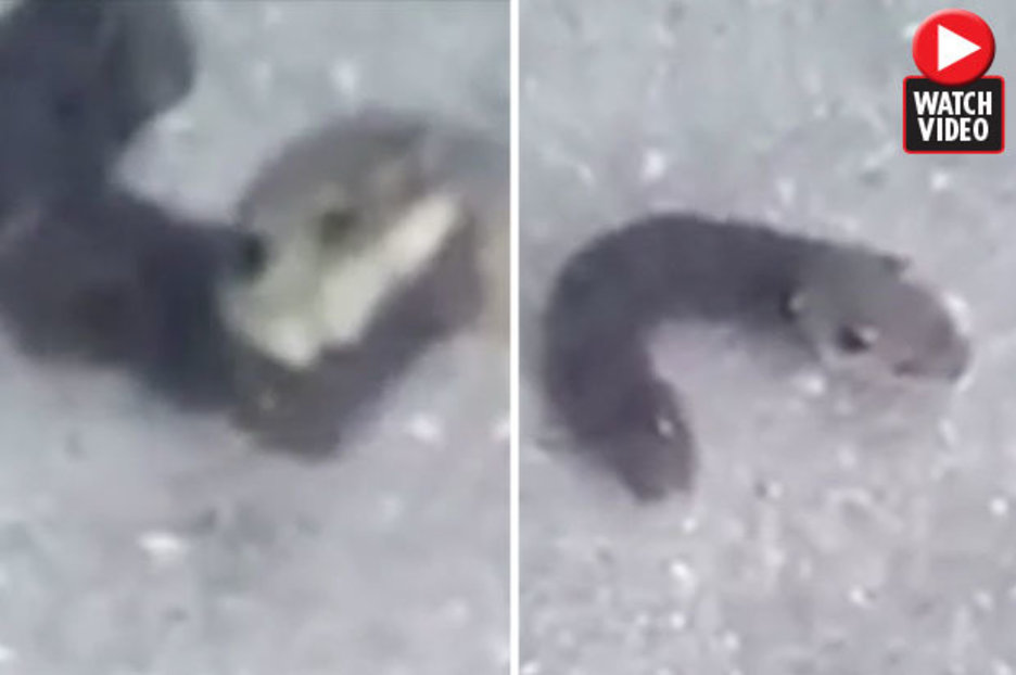 ‘Mutant caterpillar with mouse’s head’ sparks mass confusion
