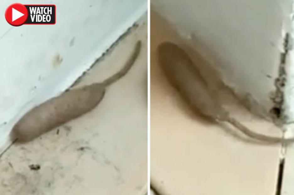 Half-rat, half-worm creature filmed crawling round woman’s house