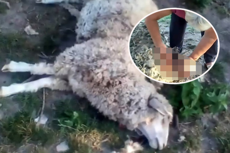 Vampire creature killed sheep and sucked blood dry in Ukraine – locals