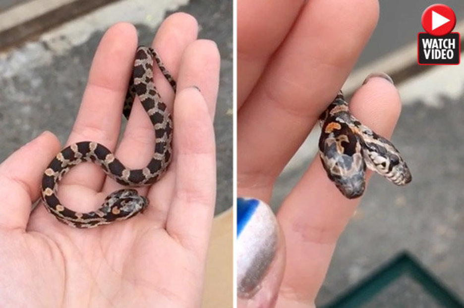Mutant two-headed snake defies 10MILLION-to-one odds to survive