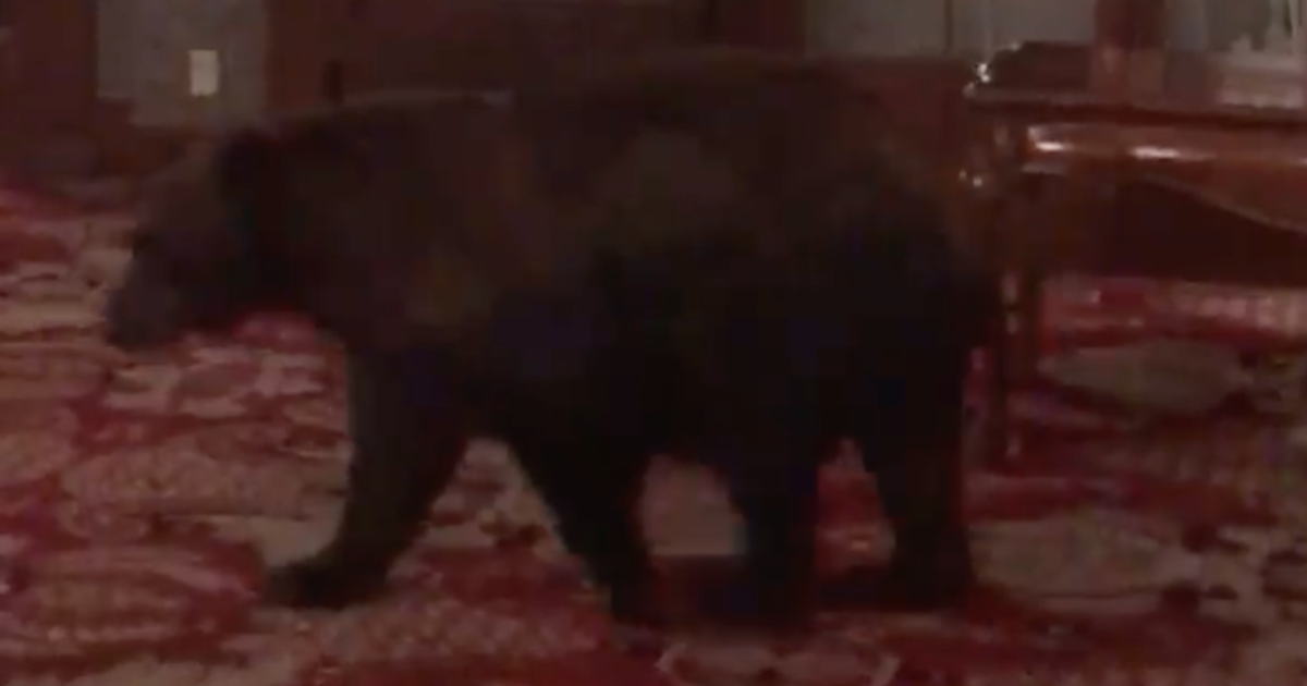 Black Bear Wanders Into The Hotel That Inspired ‘The Shining’
