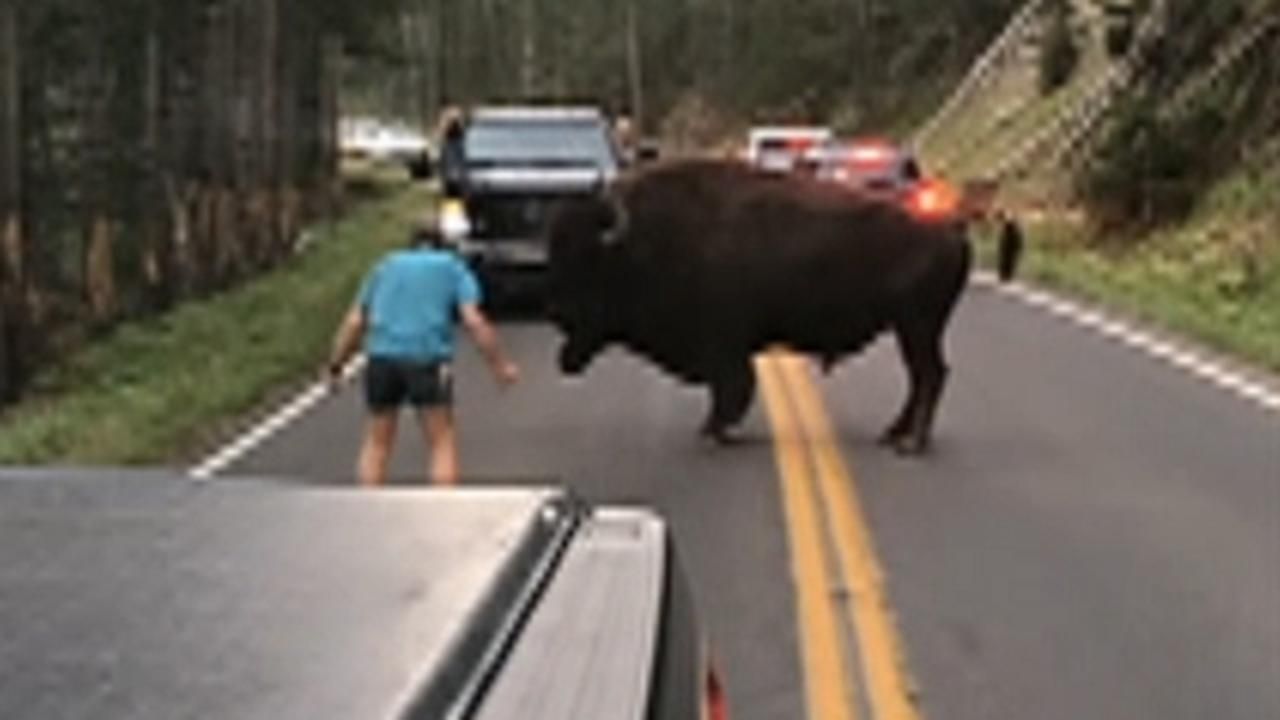 Yellowstone visitor that taunted bison arrested, officials say