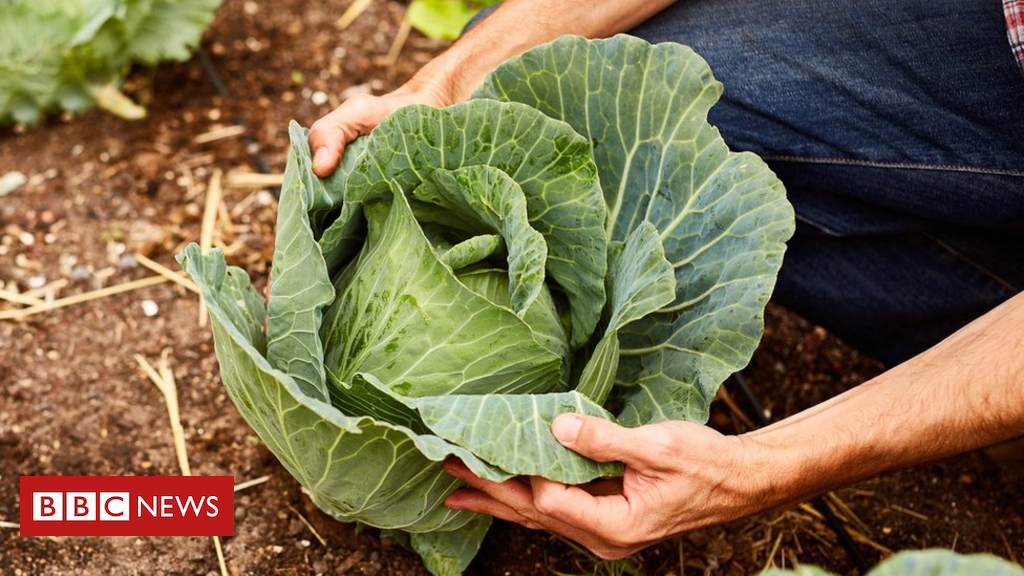 How the humble cabbage can stop cancers