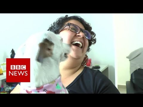 Dog Hero: Where walkies mean money – BBC News