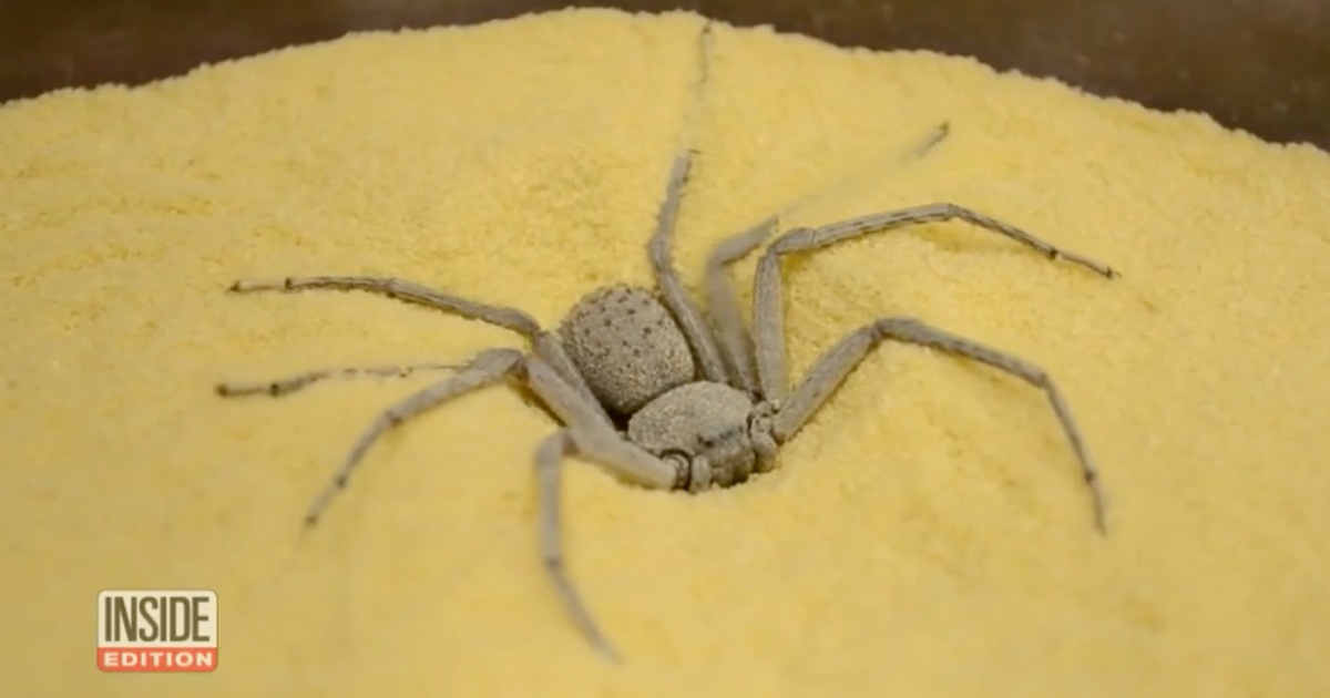 Thousands Of Insects, Spiders Stolen From Philadelphia Museum