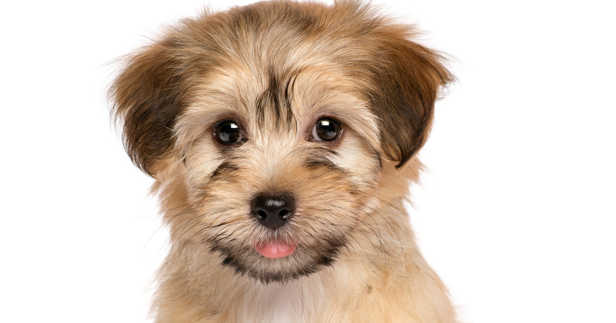 'If We Think In Our Native Language, Then Most Dogs Would Be Thinking In Barks'