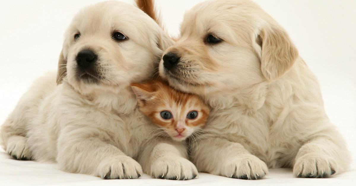 ‘Cats And Dogs Will Never Know How Much They Are Worshipped On The Internet’