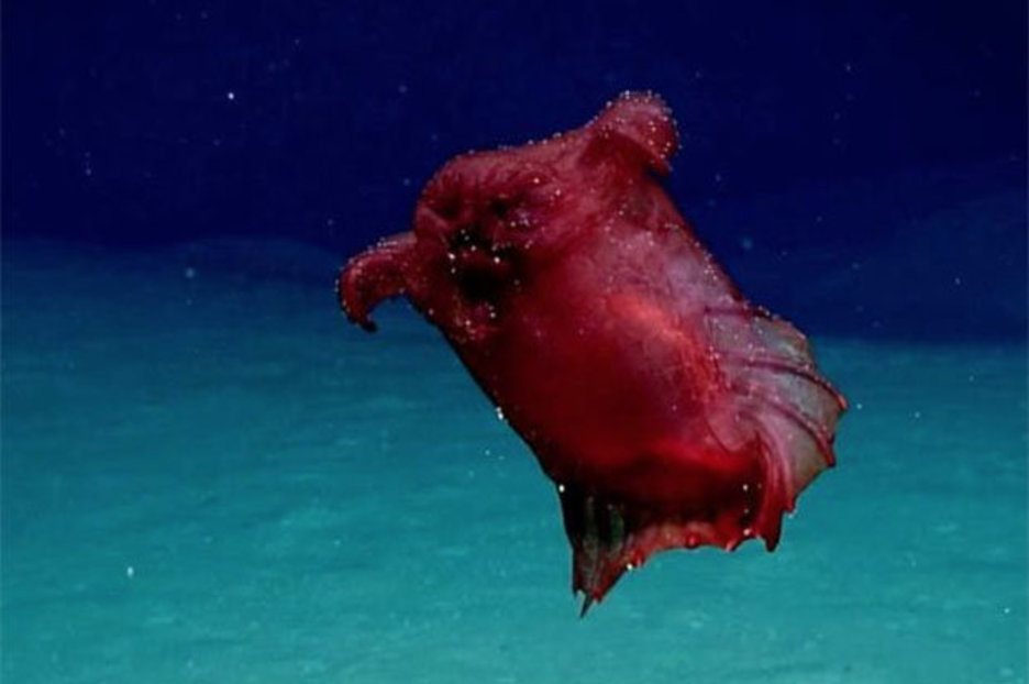 ‘Headless chicken’ SEA MONSTER found in Antarctic waters