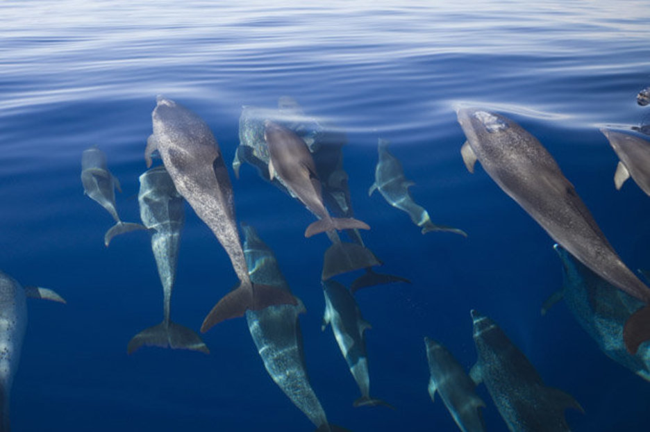 Dolphins have to SHOUT to communicate in loud oceans, say experts