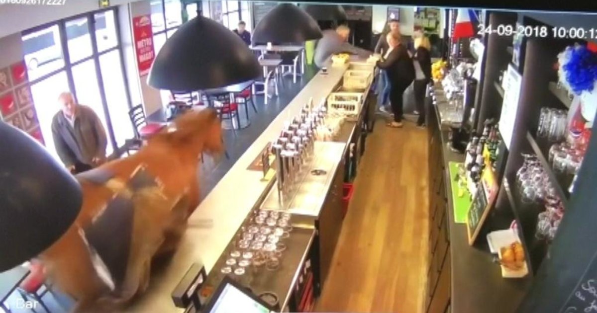 Fugitive Horse Busts Into Bar, Bucks Wildly As Customers Run For Safety