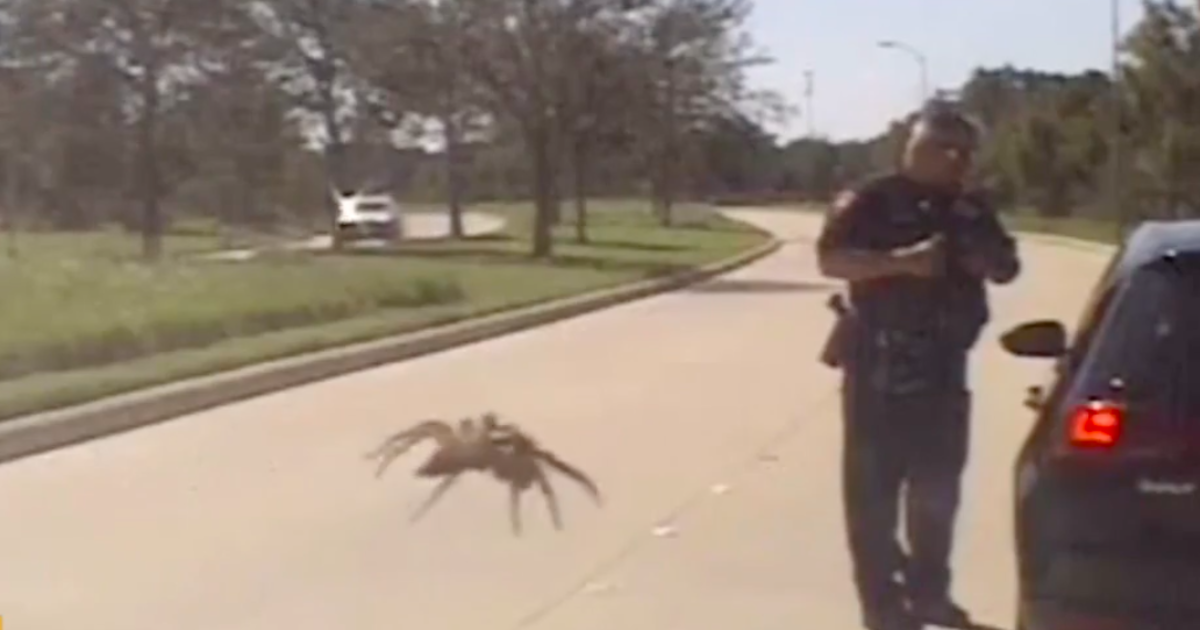 Police Dash Cam Video Shows Giant Spider Poised To Attack Traffic Cop