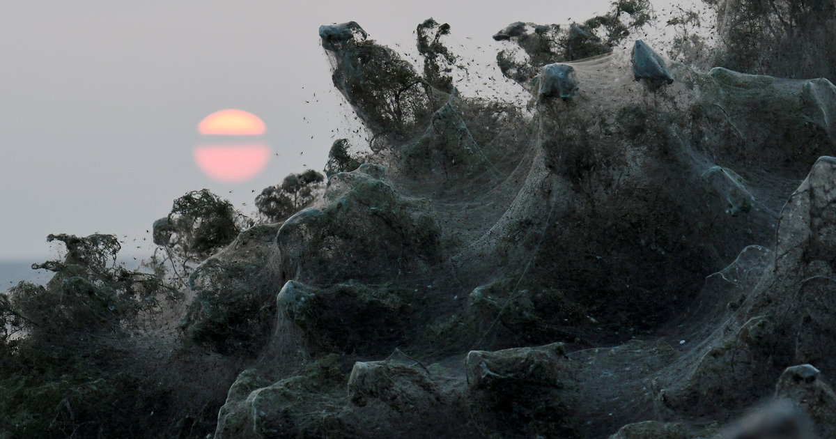 Massive Spider Webs Completely Cover Greek Beach In Surreal Photos