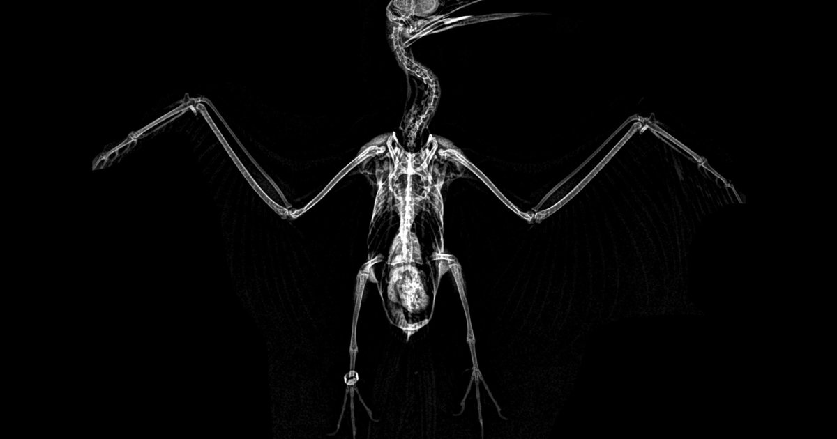 Oregon Zoo Shares Spooktacular Animal X-rays