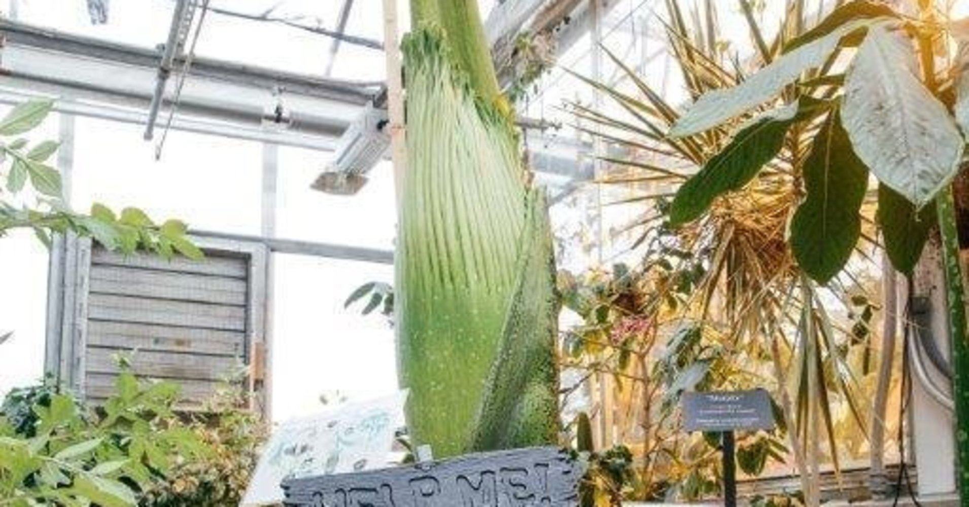 ‘Corpse Flower’ That Stinks Like Dirty Diapers To Bloom At Dartmouth College