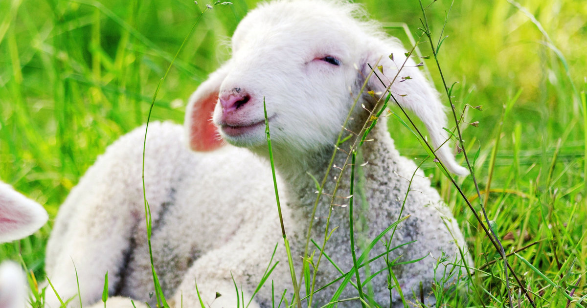 'If Animals Could Speak We'd Probably Eat A Lot Less Of Them'