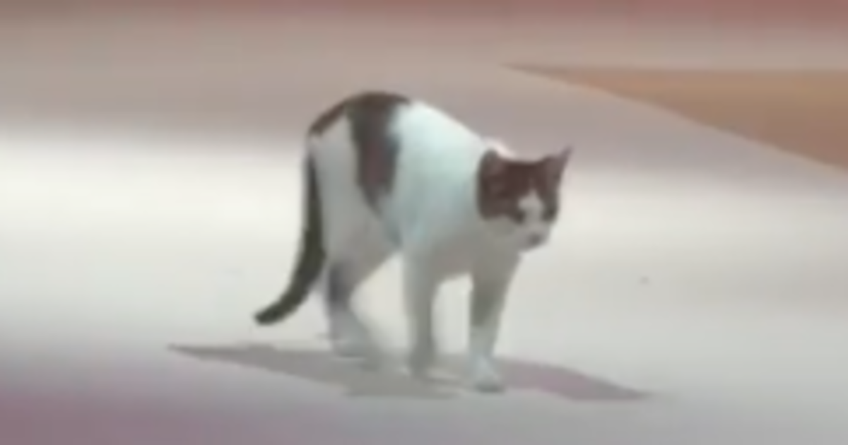 Stray Cat Struts Its Stuff On The Catwalk