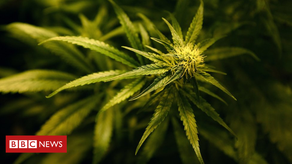 Doctors can prescribe medical cannabis from November in UK