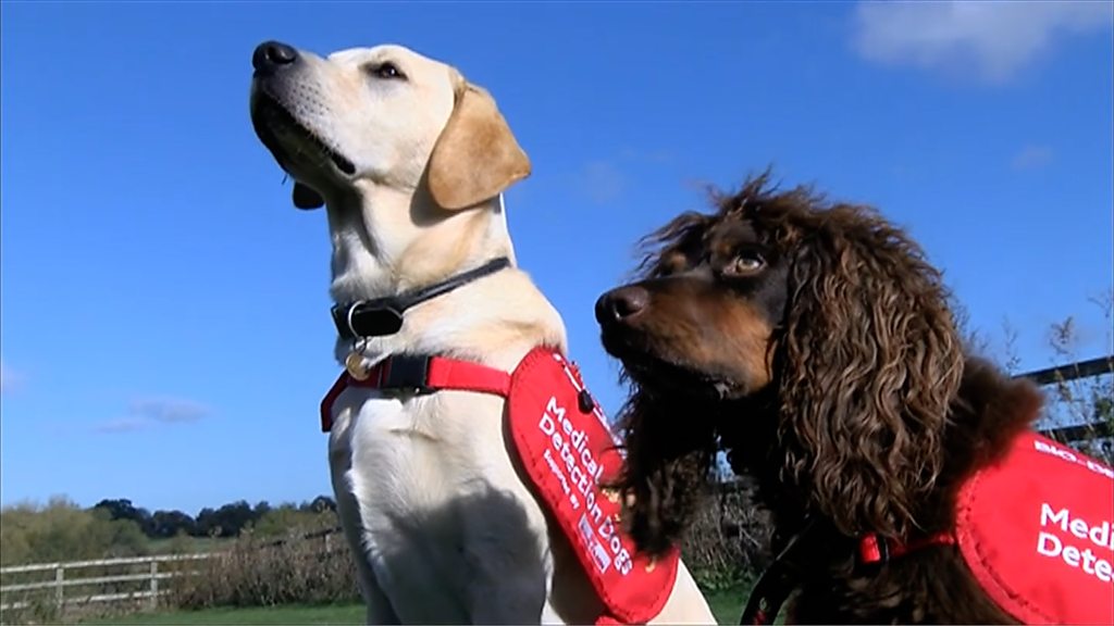 Malaria: Sniffer dogs to help in fight to eradicate disease