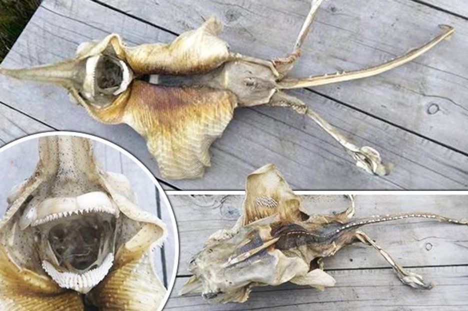 ‘Mutant alien devil-like sea creature’ sparks panic after washing up on New Zealand beach