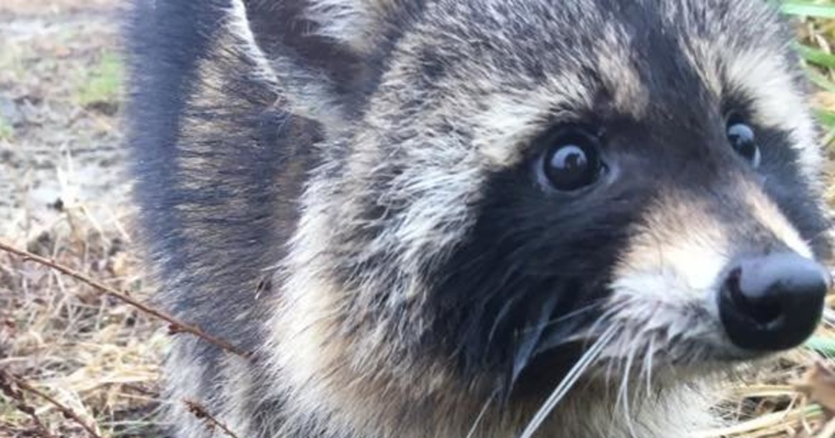 Police Lock Up Angry Raccoons Drunk On Crabapple Hooch Until They Sober Up