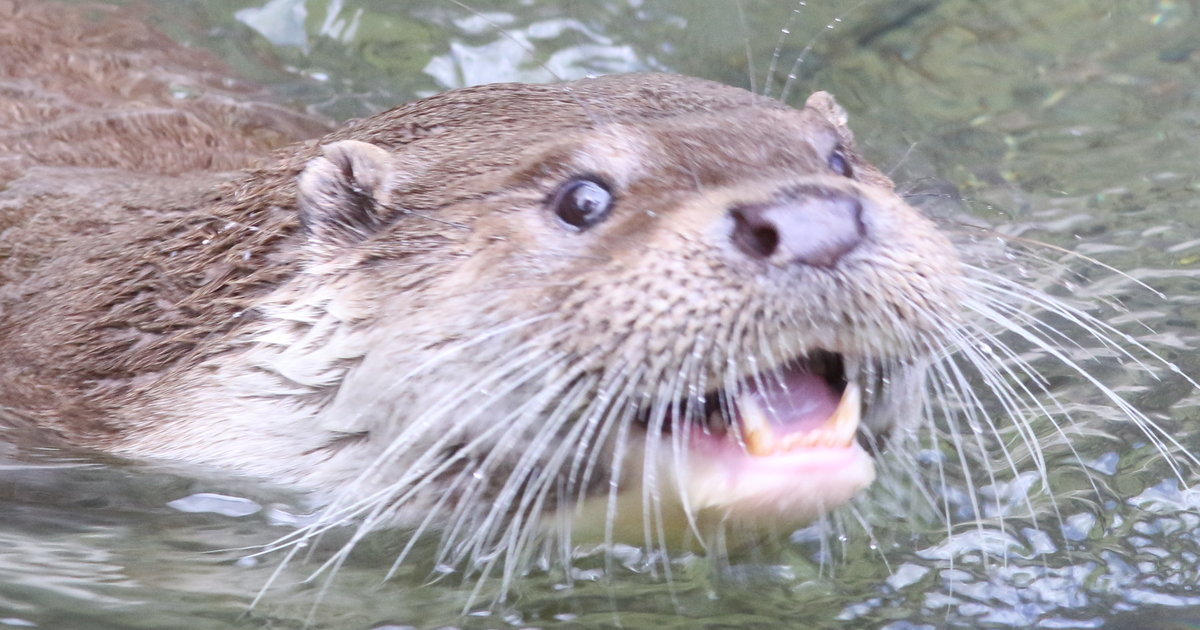 Otter On The Lam After Scarfing 7 Prized Koi Fish From Pond At Formal Garden