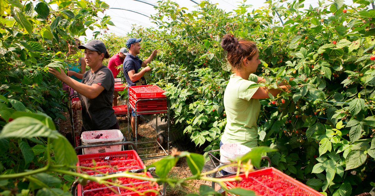 Brexit blamed as EU workers in UK plummet at fastest rate for 20 YEARS