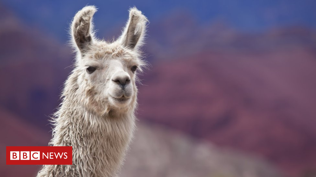 Llama blood clue to beating all flu