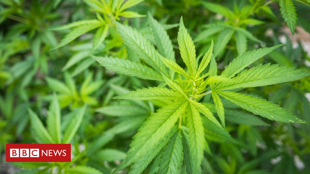 GPs to prescribe medical cannabis in Jersey