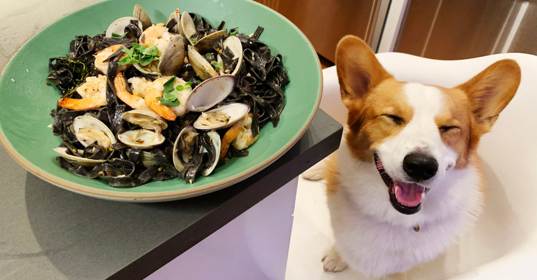 I Tried to Make My Dog an Instagram Celebrity. I Failed.