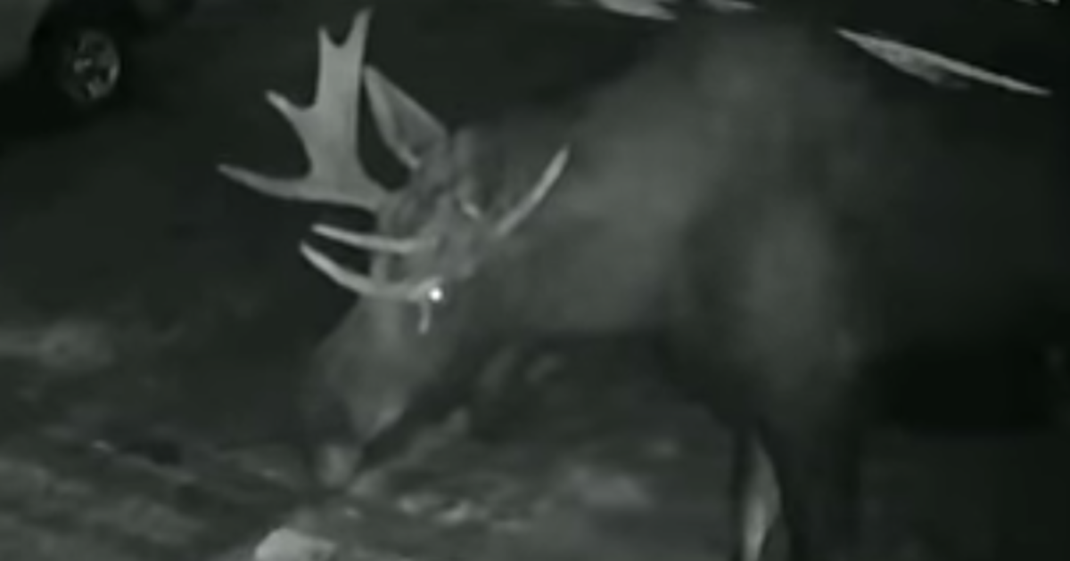 Alaskan Couple Catches Moose Playing ‘Ding-Dong, Ditch’ At Their Door