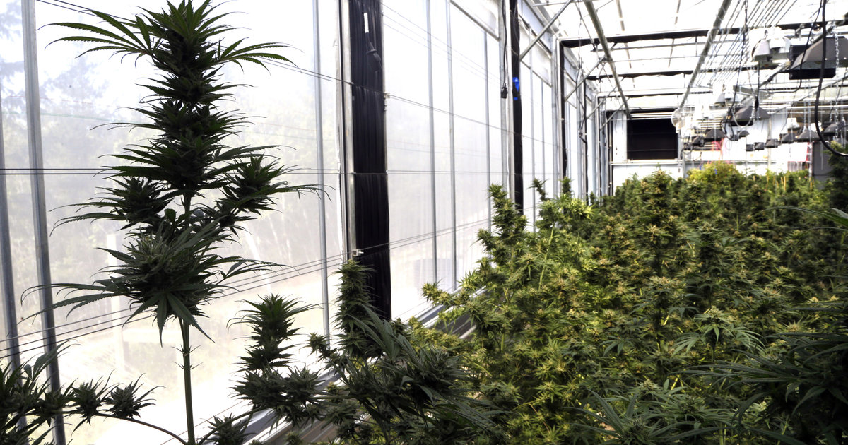 Hemp Is Officially Going Legal Nationwide