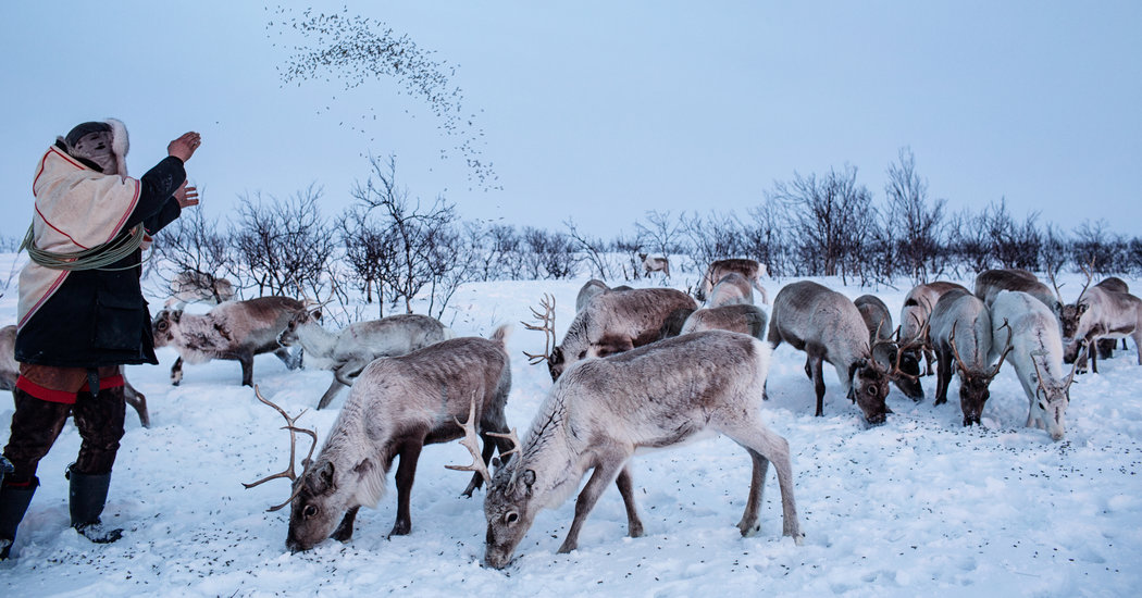 Where Reindeer Are a Way of Life